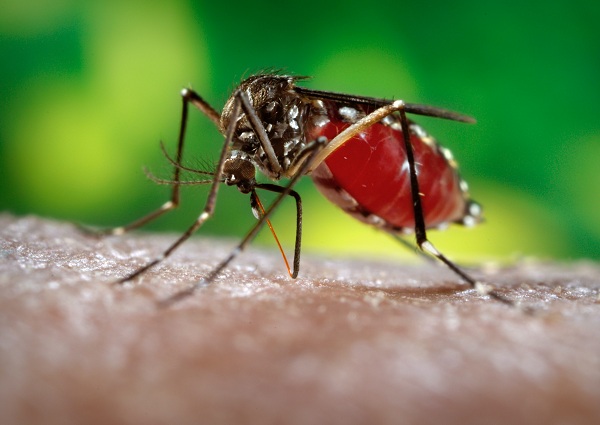 Bệnh do virus Zika gây ra lây qua đường muỗi đốt